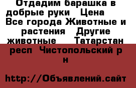 Отдадим барашка в добрые руки › Цена ­ 1 - Все города Животные и растения » Другие животные   . Татарстан респ.,Чистопольский р-н
